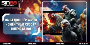 Đá Gà Trực Tiếp Ws168 - Chiến Thuật Cược Và Trường Gà HOT